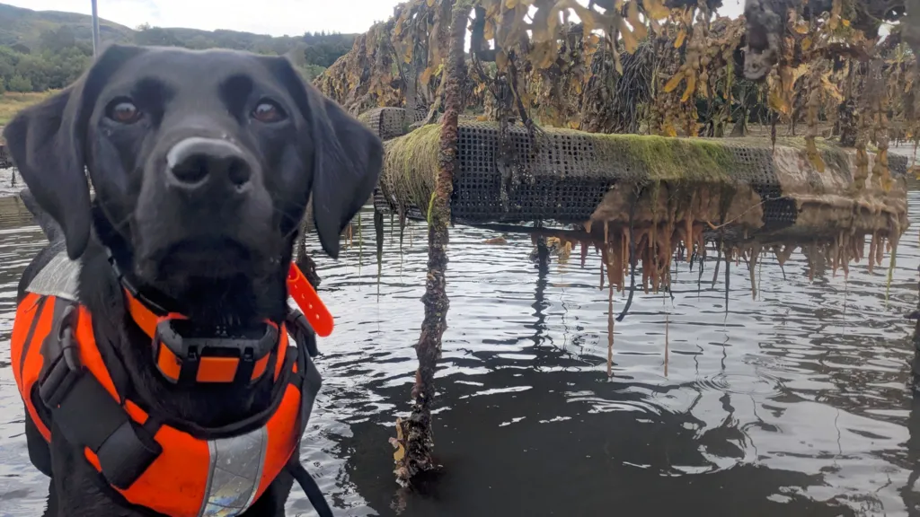 Dog That Hunts ‘Sea Vomit’ Wins Animal of the Year 2026 — Meet Sgiath