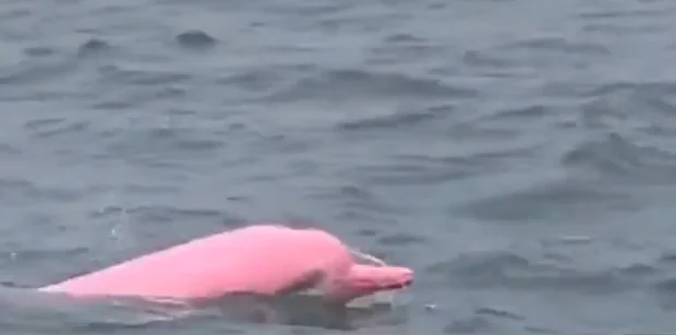 Rare Pink Dolphin Spotted Off Omanβs Qantab Beach, Viral Video Stuns Viewers
