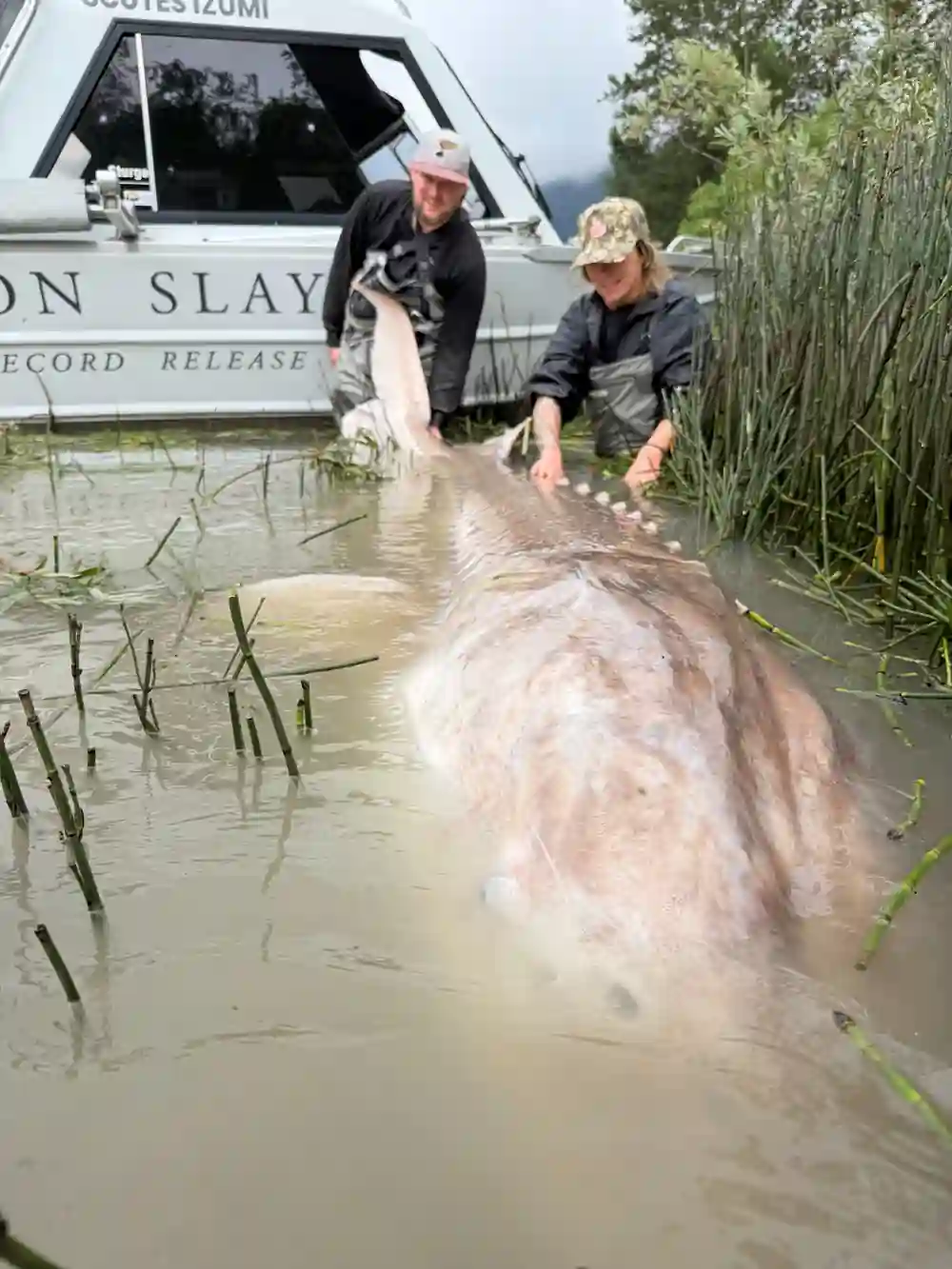 St. Louis Woman Catches Giant 11-Foot Sturgeon in Canada’s Fraser River