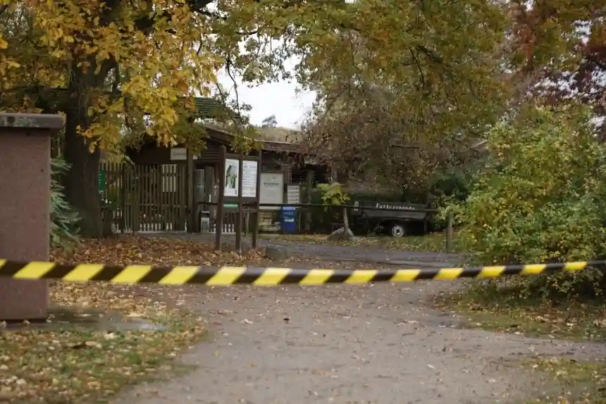 Wolf Attacks Girl, 8, at German Zoo; Zookeeper Under Police Investigation