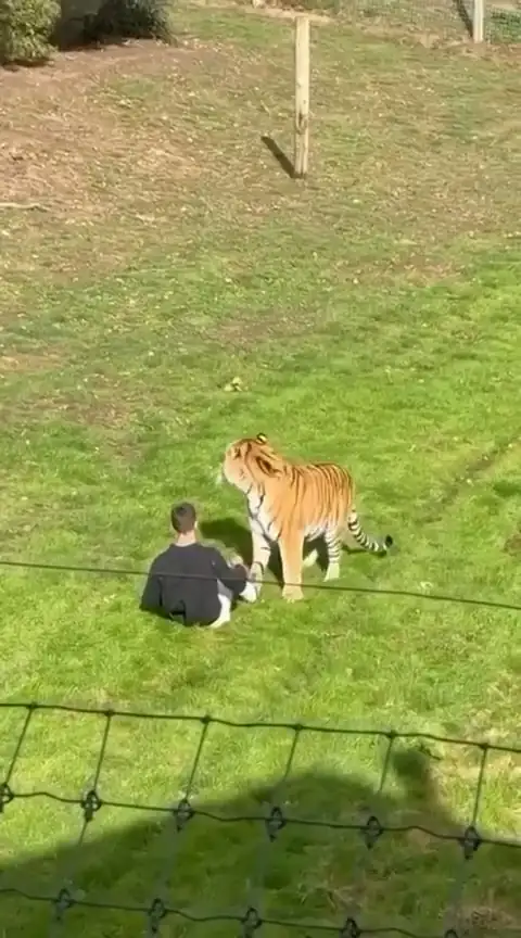 Yorkshire Wildlife Park Tiger Attack: Man Seriously Injured