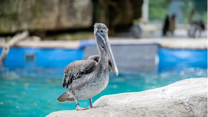 Two Injured Pelicans Escape Pittsburgh Zoo, Search Underway Along Allegheny River