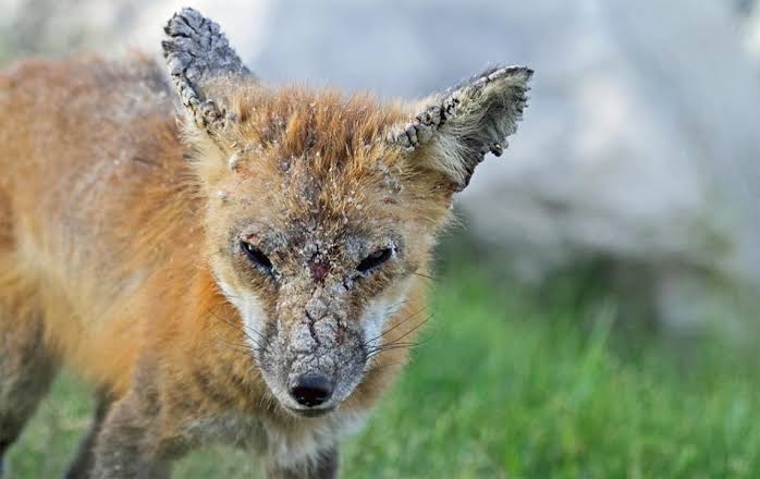 Rabid fox