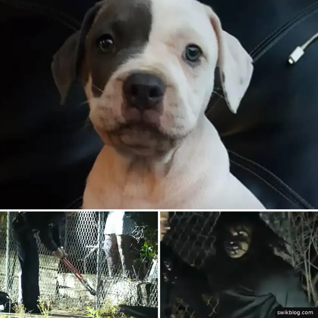 Family Dog Leia Killed During North Hollywood Burglary; Four Arrested